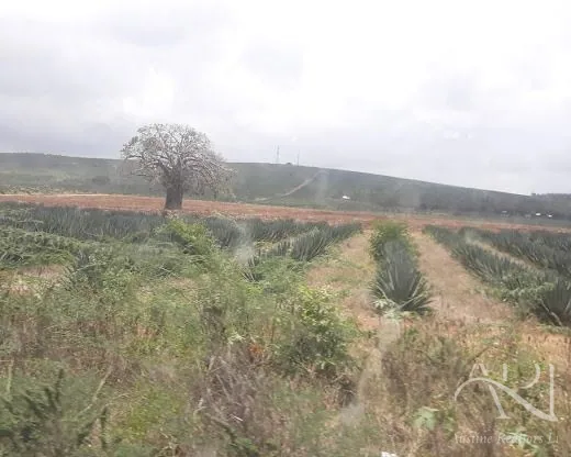 Kings Wood Park – Plot For Sale In Kilifi, Vipingo – photo 10